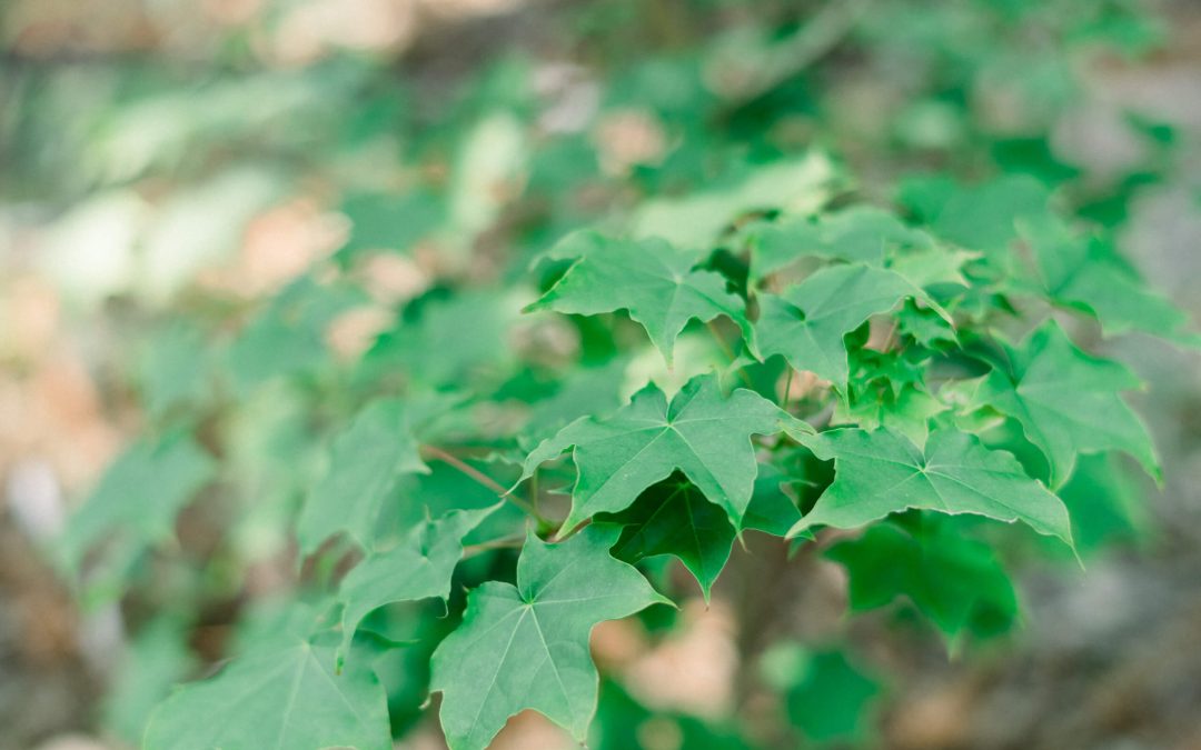 Post 7 : Lorem Ipsum Dummy Text