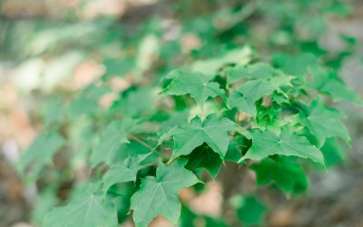 Post 7 : Lorem Ipsum Dummy Text