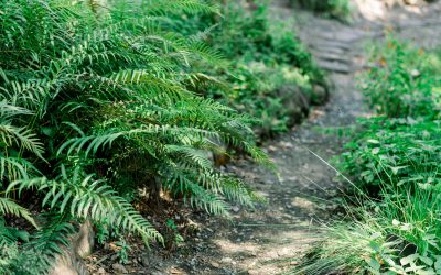 Post 6 : Lorem Ipsum Dummy Text